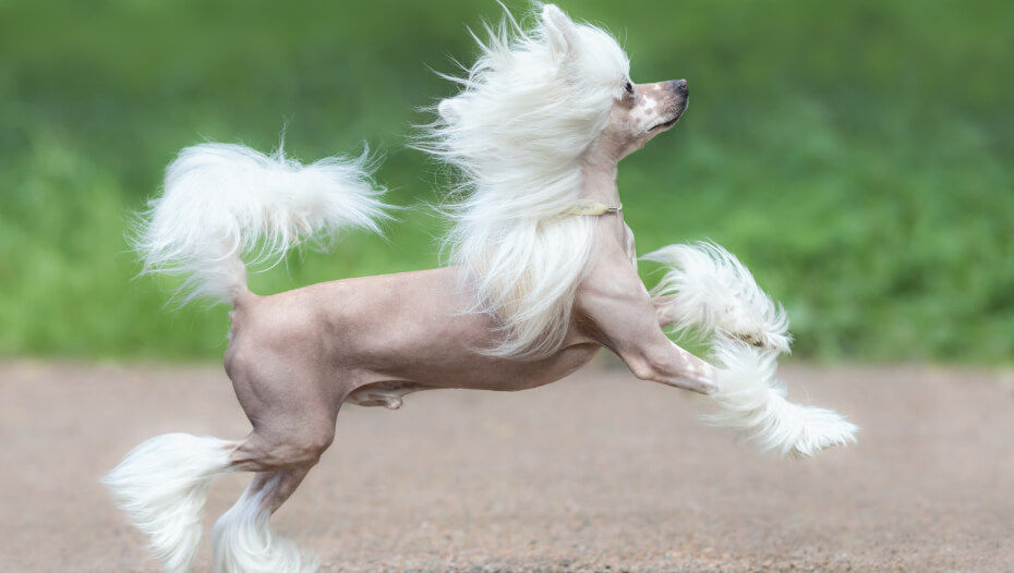 Chinese crested dog long hot sale hair